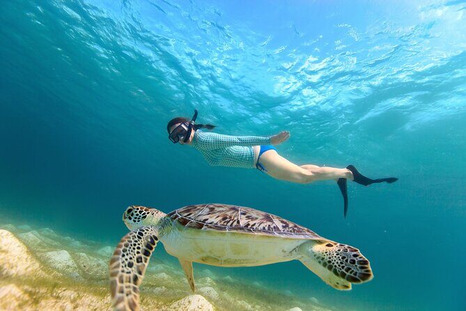 Sea Turtle Snorkel Tour - Good To Know