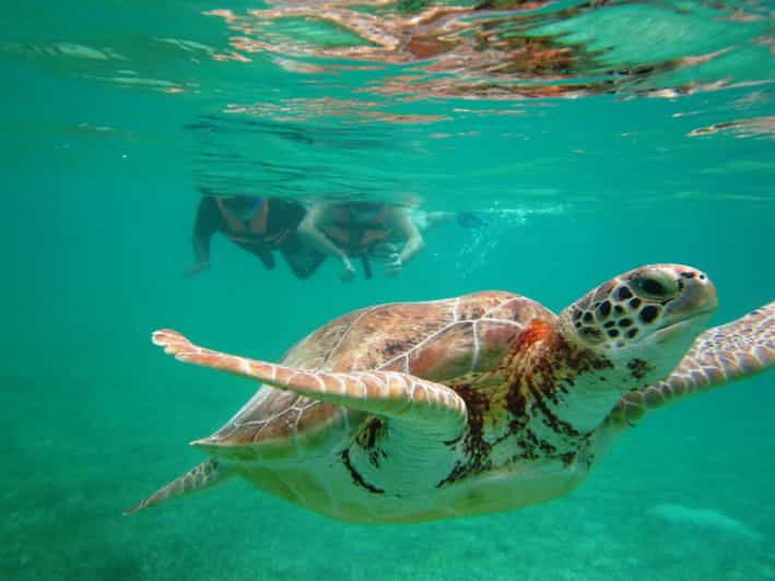 Sea Turtle Tour - Good To Know