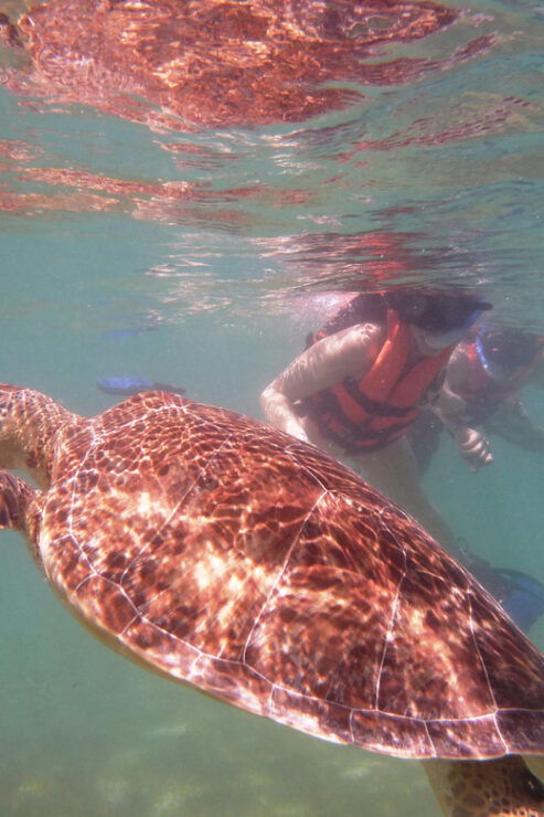 Sea Turtle Tour - Booking Information
