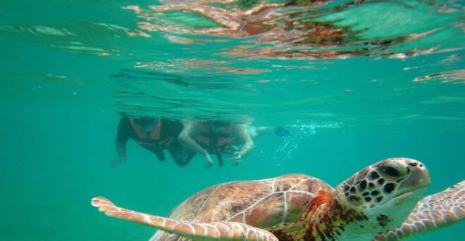 Sea Turtle Tour - Experience Details