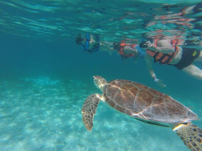 Sea Turtle Tour - Important Notes