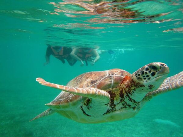 Sea Turtle Tour - Tour Duration