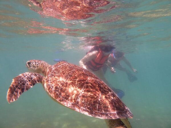 Sea Turtle Tour - Maximum Depth
