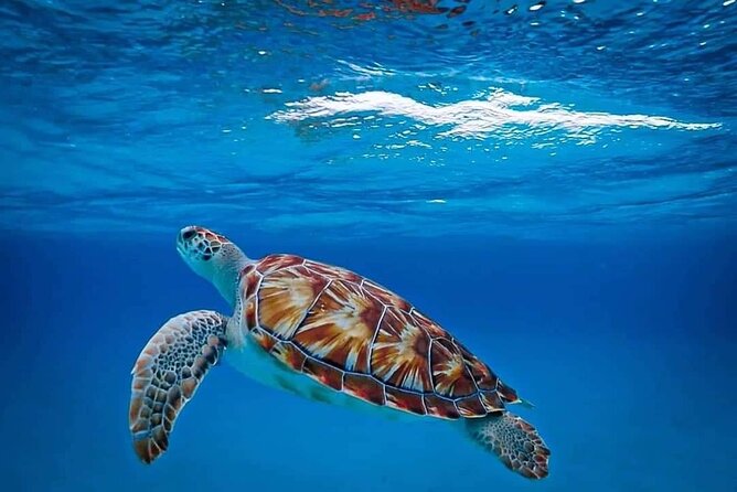 Sea Turtles and Blue Room Adventurous Powerboat Tour - Directions