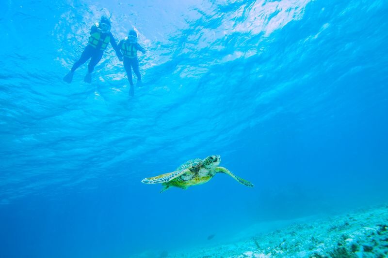 Sea Turtles & Clownfish Snorkeling Experience in Miyako Island - Three hours of guided snorkeling