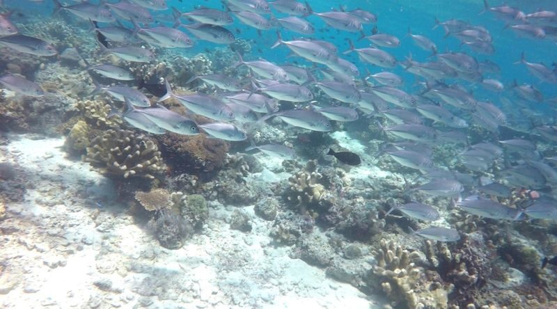Sea Walking Experience in Semporna - Safety, instruction and the first-time factor