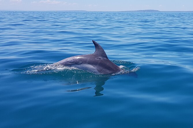 Seal and Dolphin Watching Eco Boat Cruise Mornington Peninsula - Traveler Photos