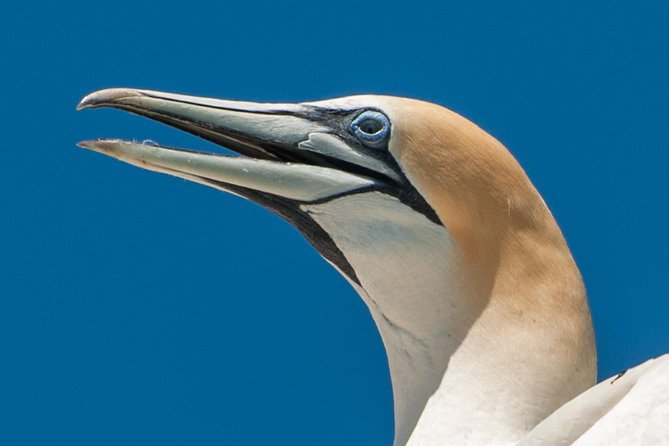 Seal and Dolphin Watching Eco Boat Cruise Mornington Peninsula - Common Questions