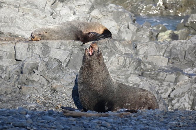 Seal Coast Safari Tour by 4WD - Pricing and Booking