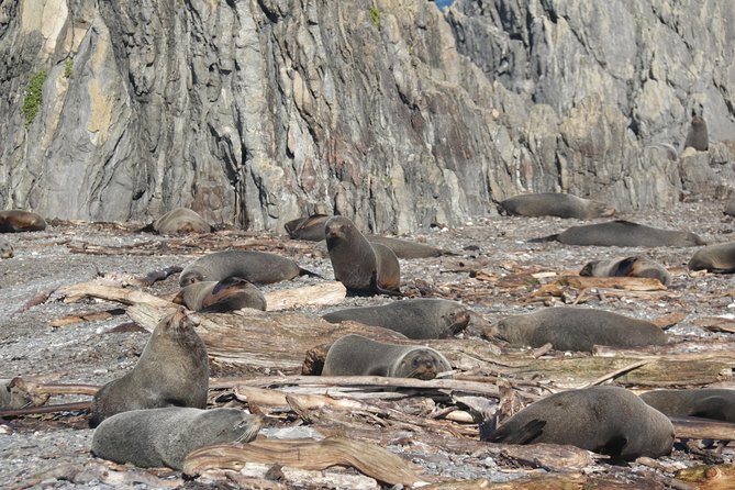 Seal Coast Safari Tour by 4WD - Additional Information