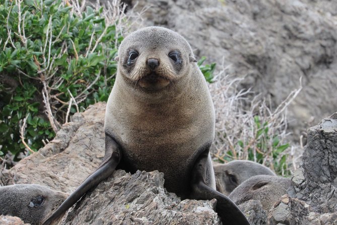 Seal Coast Safari Tour by 4WD - Competitive Pricing