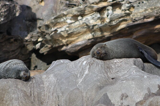 Seal & Dolphin Adventure - Whats Included