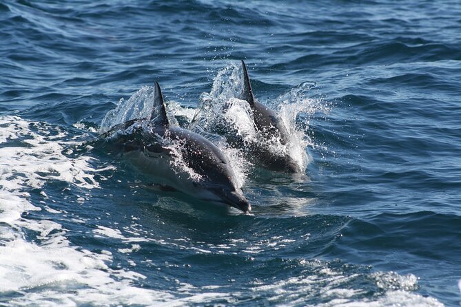 Seal & Dolphin Adventure - Meeting Point