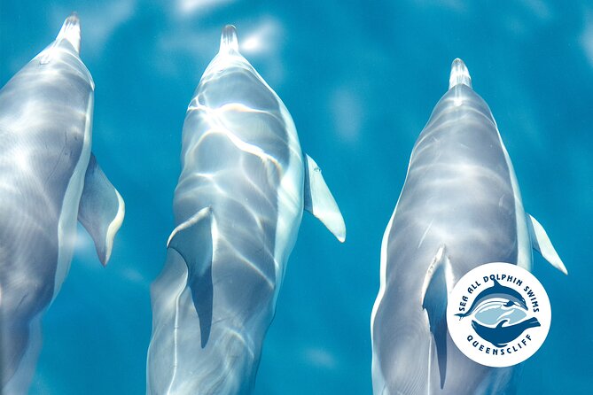 Seal & Dolphin Swim Tour - Tour Details and Information