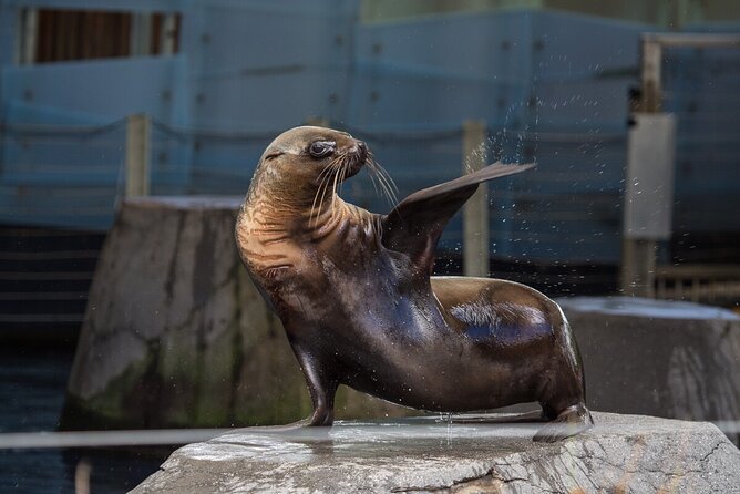 Seal Experience at Melbourne Zoo - What To Expect During the Seal Experience