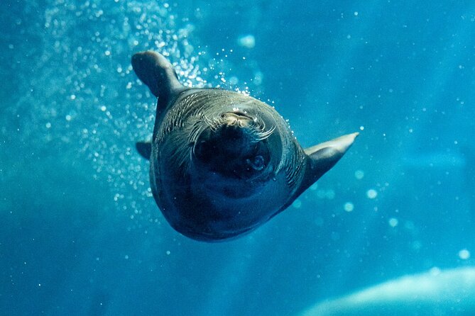 Seal Experience at Melbourne Zoo - Additional Information for Visitors