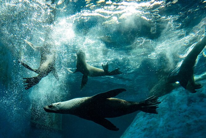 Seal Experience at Melbourne Zoo - Common Questions