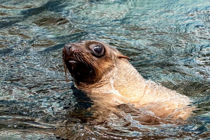Seal Experience at Melbourne Zoo - The Sum Up