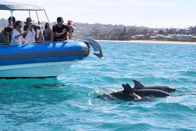 Seal Island Boat Tour From Victor Harbor - Cancellation Policy