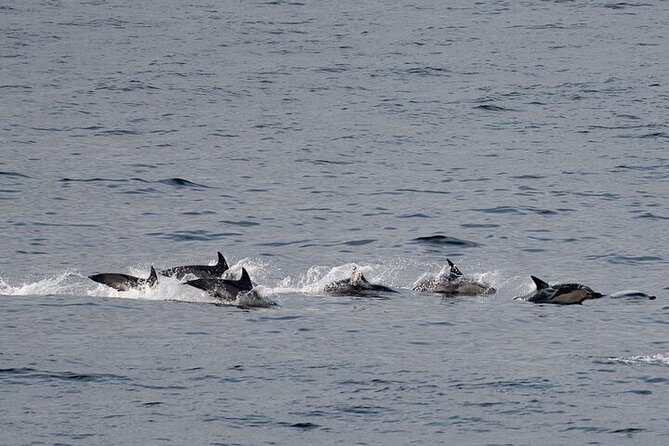 Seal Island Cruise Tour - Additional Information
