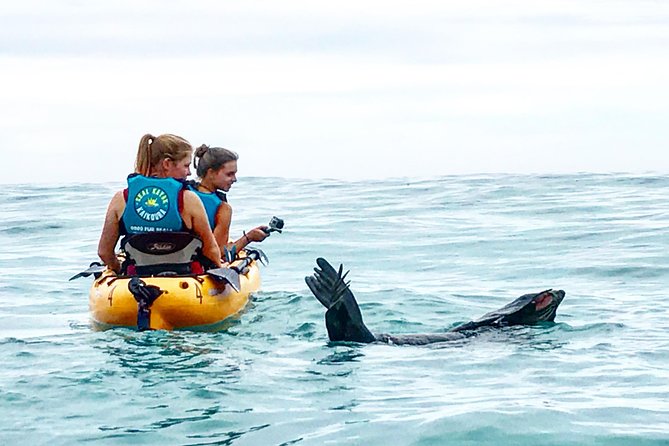 Seal Kayaking Adventure in Kaikoura - Pricing and Booking