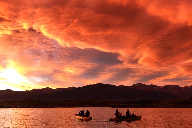 Seal Kayaking Adventure in Kaikoura - Traveler Photos and Questions