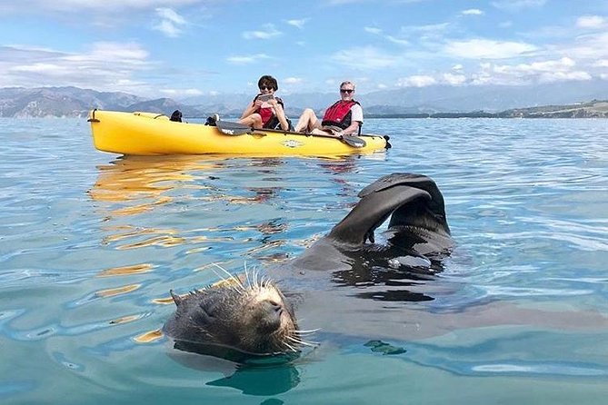 Seal Kayaking Adventure in Kaikoura - Common Questions