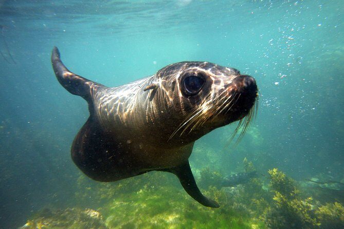 Seal Swimming Tour from Kaikoura - Good To Know