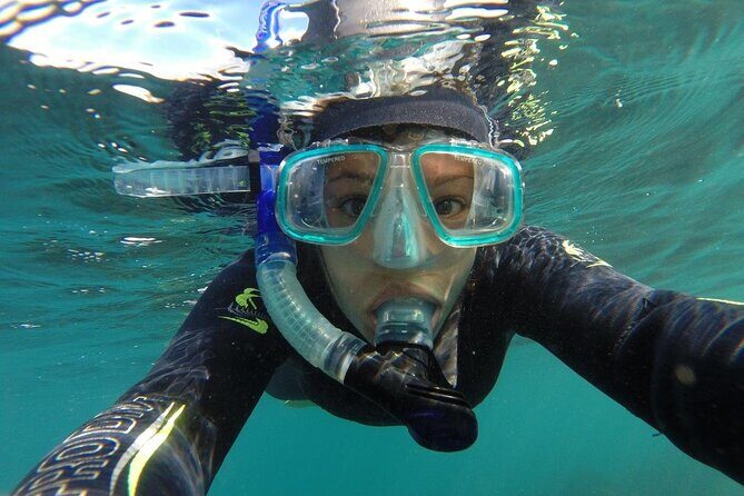 Seal Swimming Tour from Kaikoura - An In-Depth Look at the Seal Swimming Experience