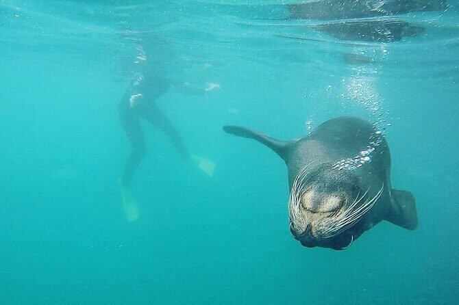 Seal Swimming Tour from Kaikoura - FAQ