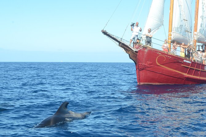 Sealife Dolphin & Whale Watching Aboard Portuguese Schooner - Overview and Experience
