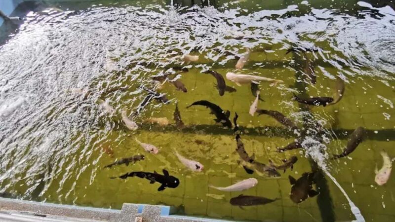 Seaside Charms & Eco Discoveries: Morib to Bagan Lalang - Good To Know