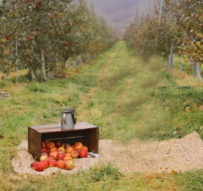 Seasonal Pocheon Full Day Tour With Apple Farm Experience - Itinerary Details