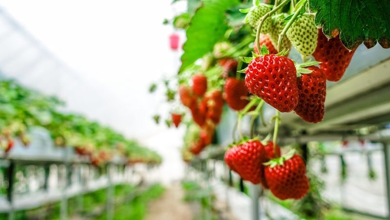 Seasonal Strawberry Picking, Nabana no Sato Illuminations & Outlet Shopping Tour from Osaka - Nabana no Sato after dark