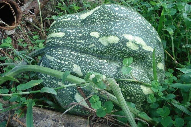 Seasoned Experience at Esperance Estate - An In-Depth Look at the Esperance Estate Tour