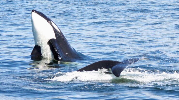 Seattle: Half-Day Wildlife and Whale Watching Cruise - Whale Sighting Guarantee