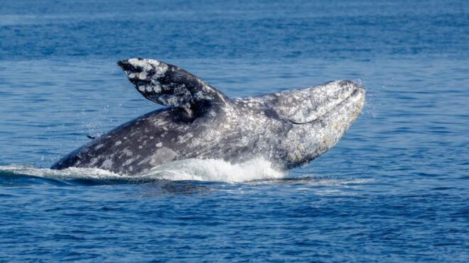 Seattle: Half-Day Wildlife and Whale Watching Cruise - Wildlife Spotting Opportunities