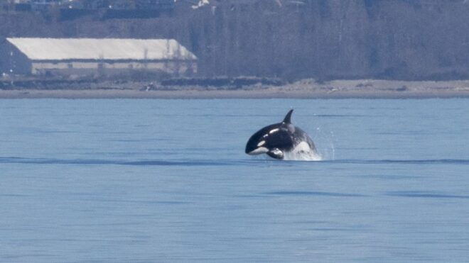 Seattle: Half-Day Wildlife and Whale Watching Cruise - Customer Feedback