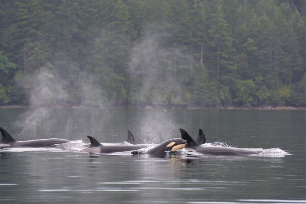 Seattle: Half-Day Wildlife and Whale Watching Cruise - Booking and Cancellation Policy