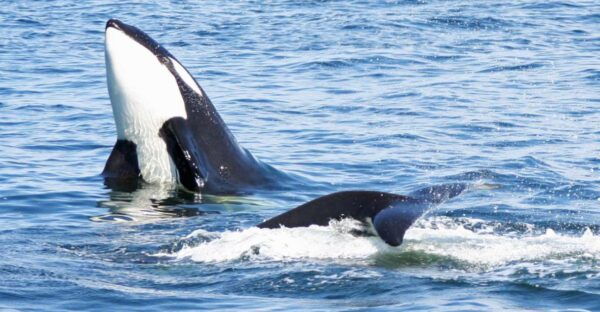 Seattle: Half-Day Wildlife and Whale Watching Cruise - Frequently Asked Questions
