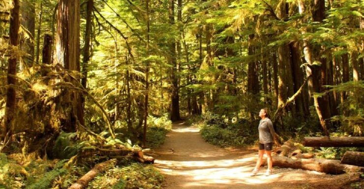 Seattle: Olympic National Park Small-Group Tour - Booking Information and Logistics