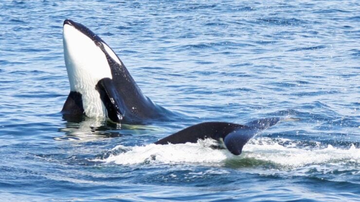 Seattle: Pier 69 Wildlife and Whale Watching Boat Tour - Tour Details