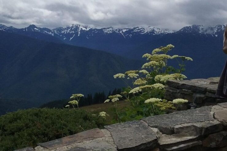 Seattle: Private Olympic Nat Park and Hurricane Ridge Tour - Experience