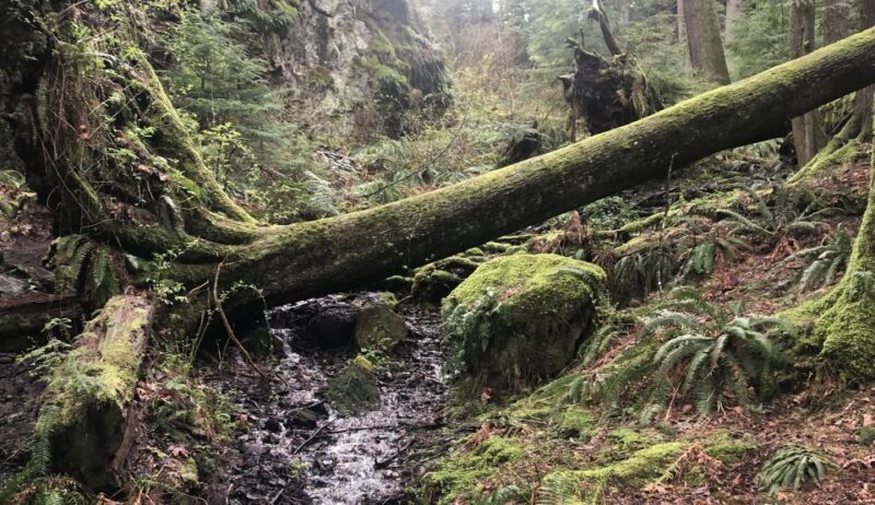 Seattle: Snoqualmie Falls and Twin Falls Guided Tour - Good To Know  