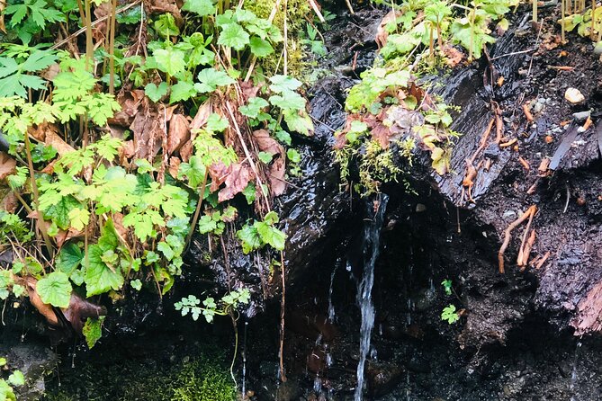 Seattle Waterfall Experience - Cancellation Policy for the Seattle Waterfall Experience