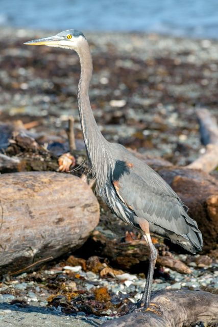 Seattle: Whidbey Island Deception Pass Winter Birding Trip - Sample Itinerary