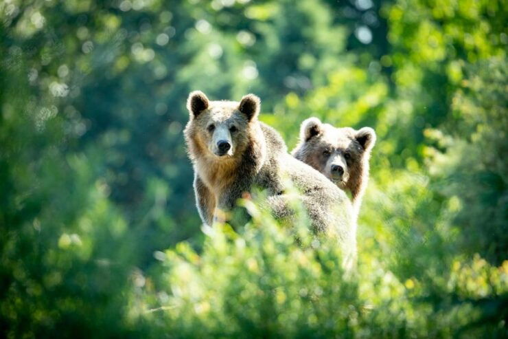 Seattle: Woodland Park Zoo Day Admission Ticket - Ticket Details