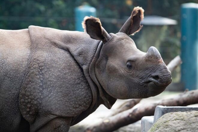 Seattle: Woodland Park Zoo Day Admission Ticket - Zoo Experience