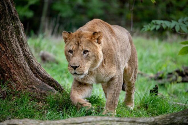Seattle: Woodland Park Zoo Day Admission Ticket - Inclusions