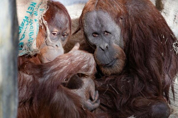 Seattle: Woodland Park Zoo Day Admission Ticket - Booking Information